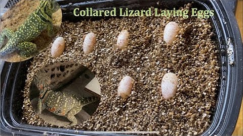 Collared Lizard Laying Eggs