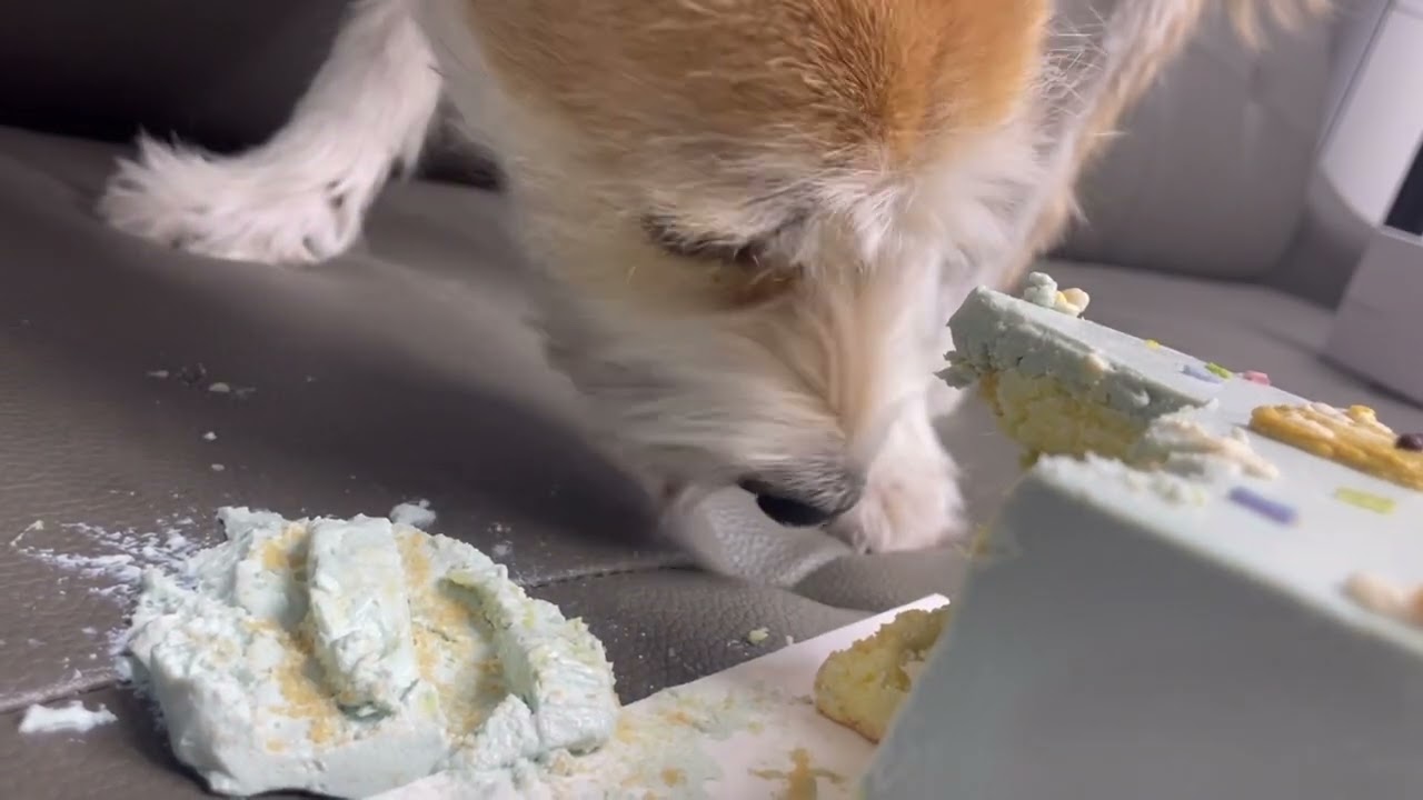 강아지용 케이크 먹방 Dog eating birthday cake 
