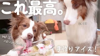 手作りアイスを心待ちしているわんこ達が可愛すぎる✨！！！熱中症対策🌞【犬用アイス作り方】