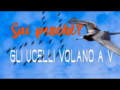 Video: Cosa significa quando gli uccelli volano in cielo?