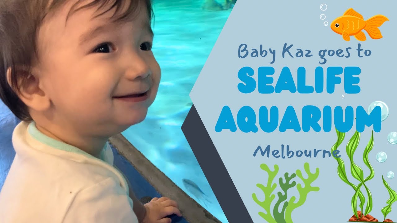 sealife-melbourne-aquarium-where-is-baby-kaz-going-video-for