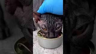 I adopted and rescued a stray cat from the street🥲🥺