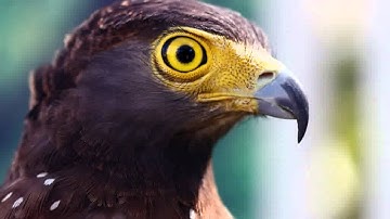 The 8th Note Sapir Asy Willian Clark Sarona Tiram - To Be (Ricky Ryan Vipul Remix)