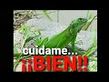 Cuidados necesarios para una iguana