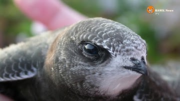 Common Swift bird spends 10 months in air without lading on earth