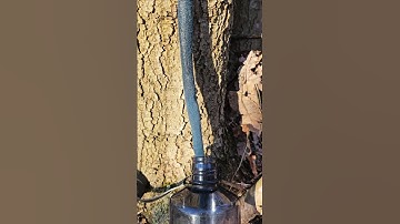 One way to collect sap from a maple tree in a survival situation