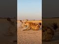 Hyena Gets Knocked Down by Leopard 😱 Animal Fight #animals