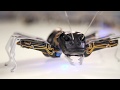 view Bionic Ant | Nature–Design Triennial digital asset number 1