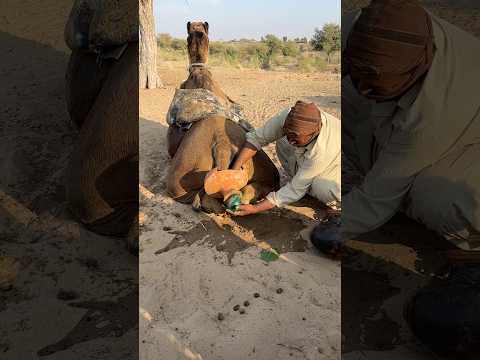 رجل عجوز يسحب شيئا مخبأ خلف إناء