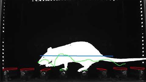 Automated analysis of rat locomotion behavior