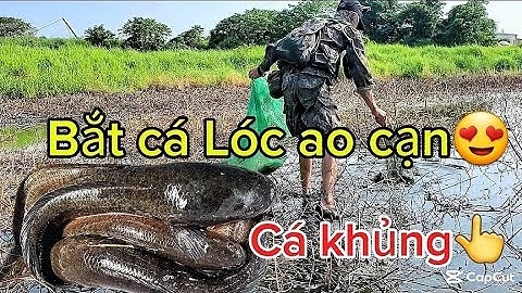 Phát hiện ao cạn ngày hè có rất nhiều cá Lóc cá Trê mắc cạn😍 #khangmonglep #2025 #giaitri #cauca