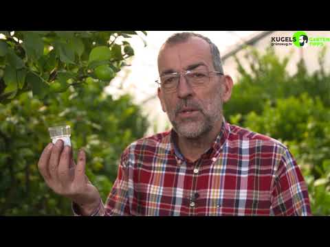 Video: Papeda-Zitrusbäume: Erfahren Sie mehr über verschiedene Arten von Papeda