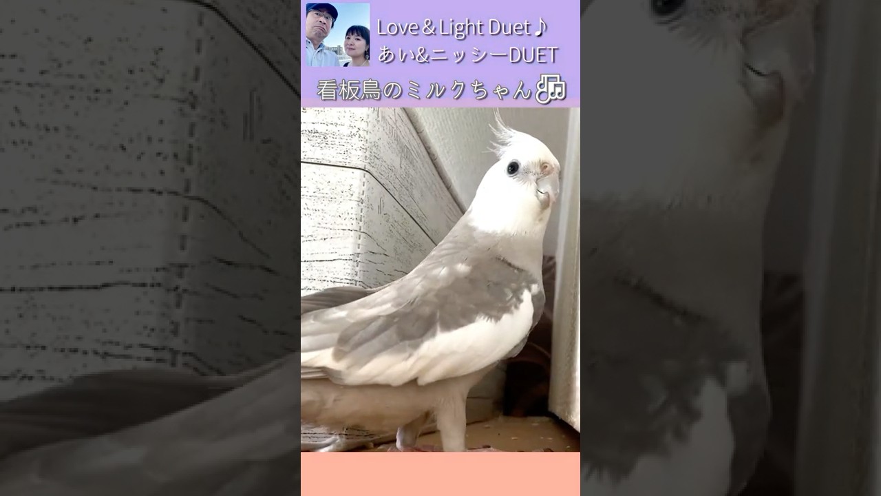Cockatiel Walking Backward And Breaking The Wallpaper オカメインコ 華麗な後ろ歩きをキメつつ 壁紙破壊をするミルクちゃん Shorts Youtube Cockatiel Walking Backward And Breaking The Wallpaper オカメインコ 華麗な後ろ歩きをキメつつ 壁紙破壊をするミルクちゃん Shorts Youtube