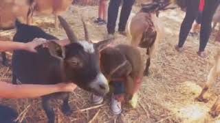 Live Oak Pumpkin Patch 2017