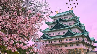 BEKLEDİĞİME DEĞDİ ! JAPONYA’DA SAKURA MEVSİMİ ! SONUNDA ÇİÇEKLER AÇTI by Furkan Aras 6,426 views 12 days ago 45 minutes