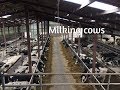 Milking Cows 2017-Go Pro HD