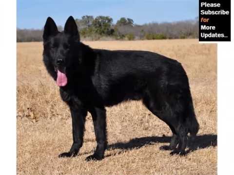 Black German Shepherd Puppies Picture Collection And Ideas Youtube