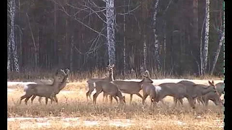 Косули во время дождя / Capreolus pygargus Pall.
