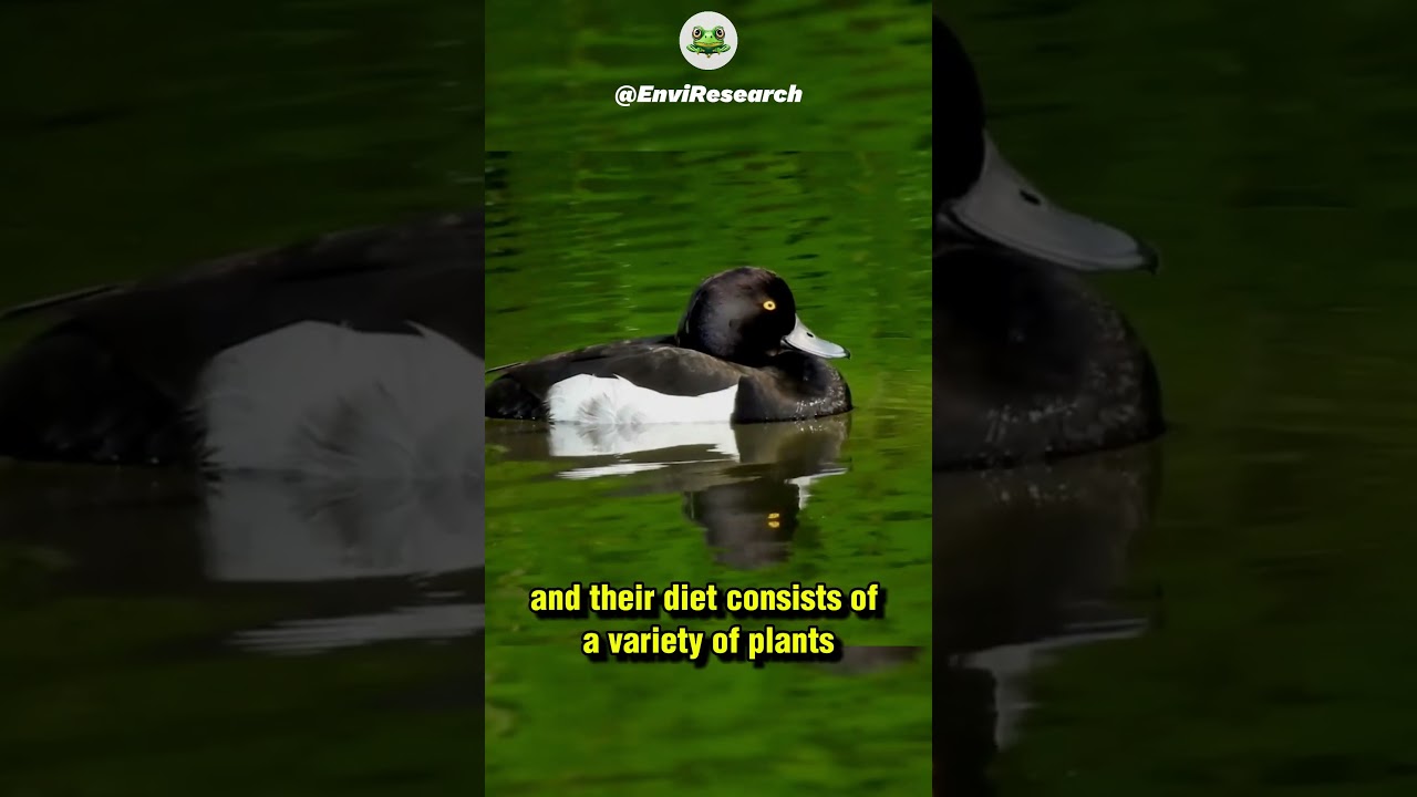 Tufted Ducks: The Duck with a Mohawk 