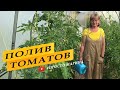 Правильный полив томатов в теплице