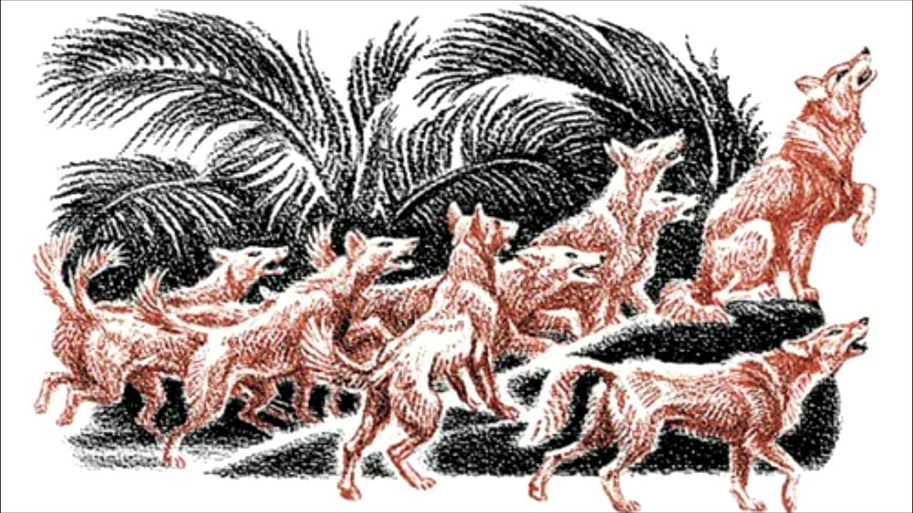 Волк киплинга. Табаки шакал картинки. Красный волк киплинг. Волк киплинга. Красный волк киплинг.