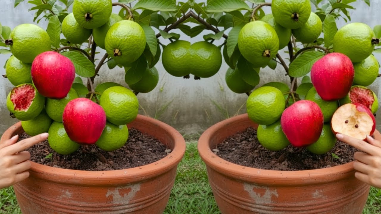 🔴 LIVE  🌱 Grow Guava & Apple on ONE Tree 😱 | Without Grafting | Reality Test 