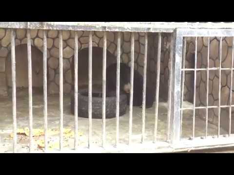 beruang madu kurus A sun bear in tiny cage with no water and no enrichment