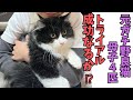 【120】先住猫と新入り猫の対面成功の鍵は○！極寒レスキュー母子４匹のトライアル後のご報告㊗️