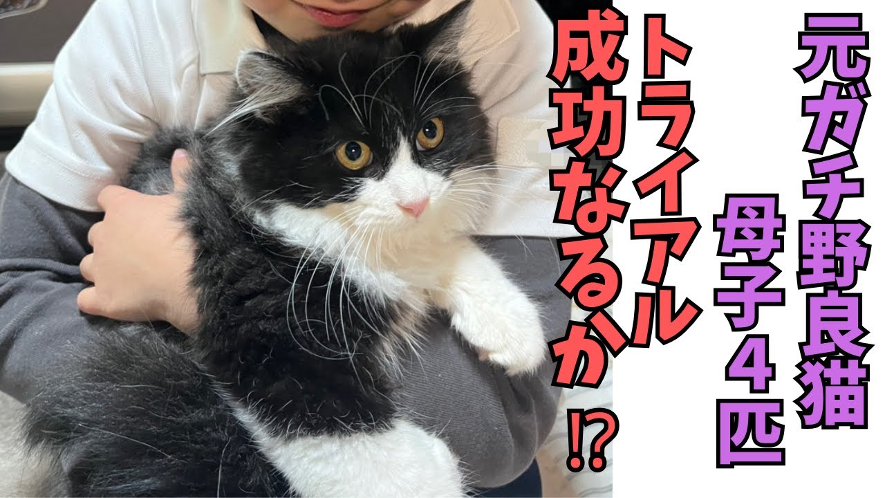 【120】先住猫と新入り猫の対面成功の鍵は○！極寒レスキュー母子４匹のトライアル後のご報告㊗️