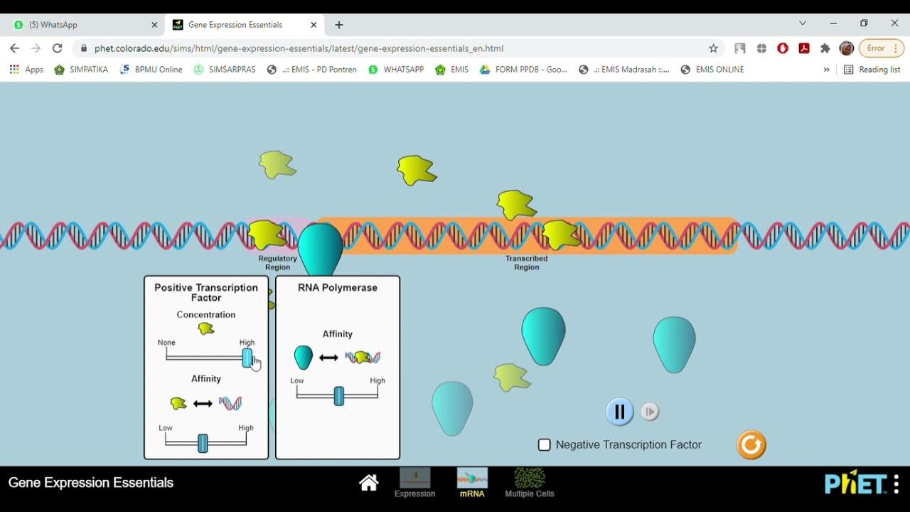 ‪Gene Expression Essentials‬ VirLab Phet YouTube