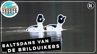 Indrukwekkende baltsdans van de brilduikers | Zelf Geschoten | Vroege Vogels