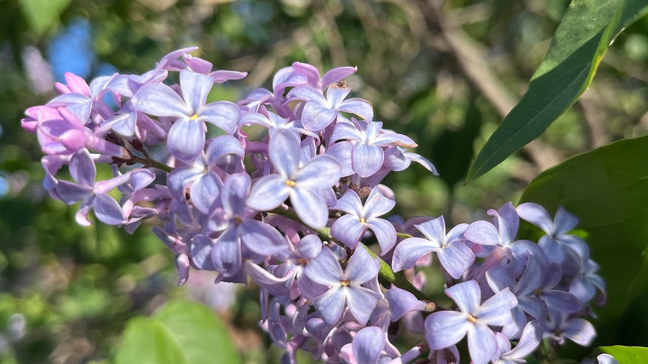 #31 in the Hymns of Zion: I am Praying for You