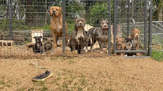 The Breeder V.S. The Hustler / blue pit bull American bully - YouTube Legend 