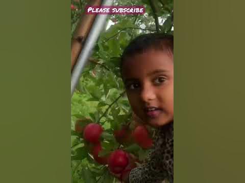  Big Apples in Small Tree #shorts - YouTube