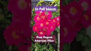 climbing rose American Pillar #climbingrose #homegarden #gardening #pink