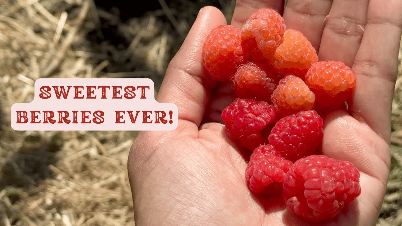 Massive Raspberry Farm 🍓 in California | Harvesting Fresh Raspberries 4K