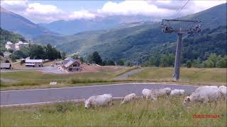 Le Piemontesi Al Pascolo. Merc. 30 - 7 - 2025.