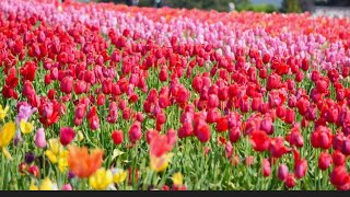 The Backyardigans - Youre In Fairytale Village Slowed Reverb