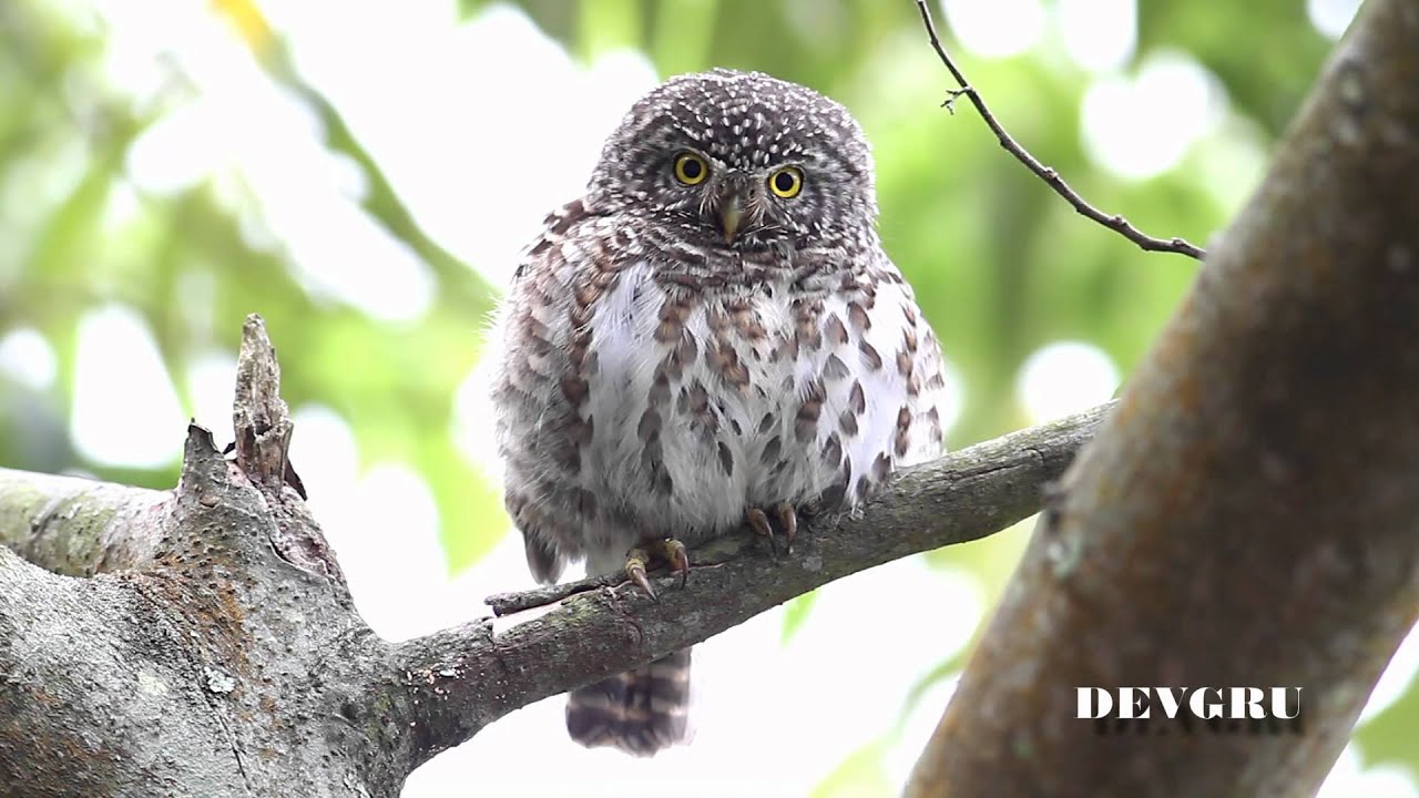 鵂鶹 Collared owlet 