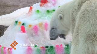 Celebraron 25 años de la osa polar Yupik en el zoológico de Morelia