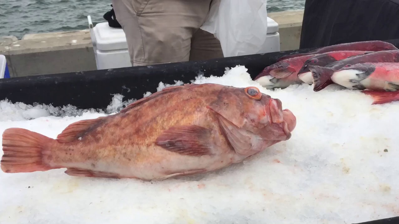 Where to buy fresh seafood in San Diego YouTube