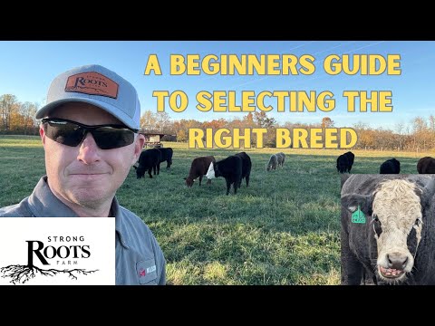 Selecting The Right Cattle Breed for Beginners 