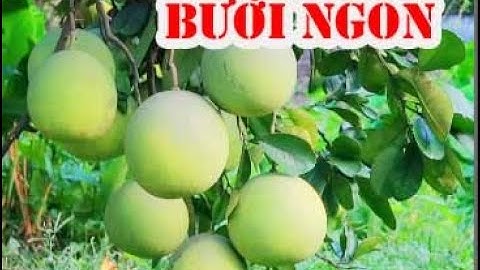 🌱Bưởi ngon sai quả nhà ông nhận ngọc vân, tân yên BG #Bưởiôngnhận: 0344215322.