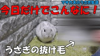 【うさぎの毛玉ケア】換毛期だから多めに与えました!(^_^;)すごい量の抜け毛!!