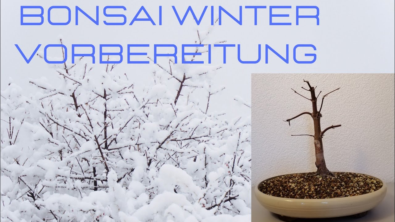 Bonsai Winter Vorbereitung