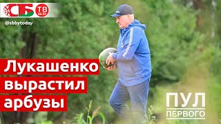 Арбузы с огорода Лукашенко.  Как такие вырастают?