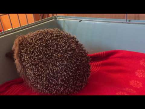 Igel Überwintern Retten
