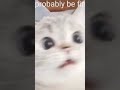 I Swallowed Shampoo😶 #subscribe #cat