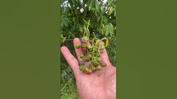 Quả cây vối nếp bạn nên biết #gióđông #covenduongvlogs #caycomui #câythuốcquý #fruit #caytrongnha