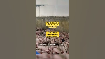 HOW TO RELOCATE YOUR PIGLETS AND COUNT THEM, STOCK COUNTING OF PIGLETS #shorts #pig #swine #piggery